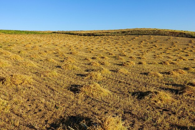 campos-lentejas-campos-lentejas-cosechar-cultivo-lentejas-clima-continental_798458-538